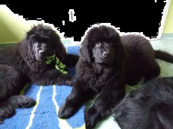 cucciolo di terranova maschio e femmina nero , pelo denso | Foto 0