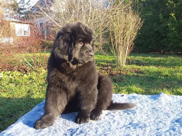 cucciolo di terranova maschio e femmina nero , pelo denso