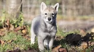 cane da lupo cecoslovacco  | Foto 1