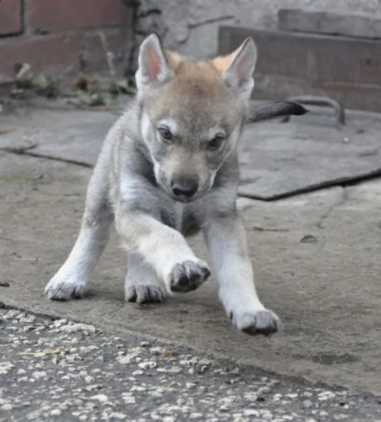 cane da lupo cecoslovacco  | Foto 0