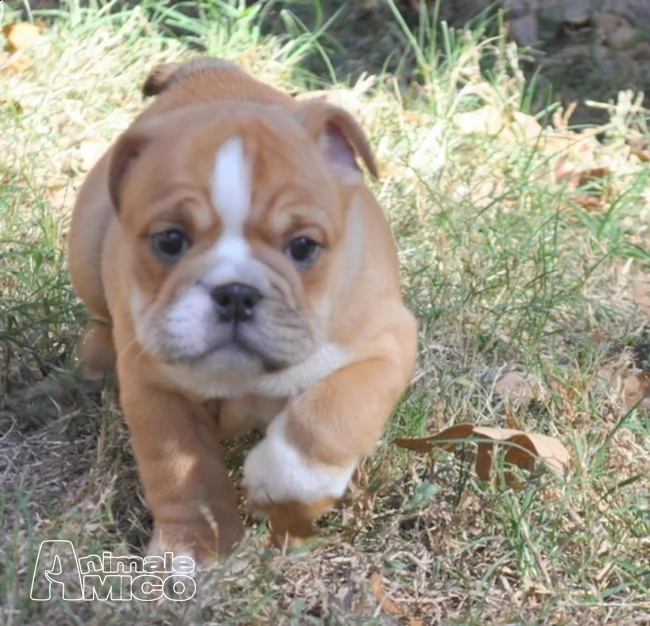 bulldog inglese dolci cuccioli
