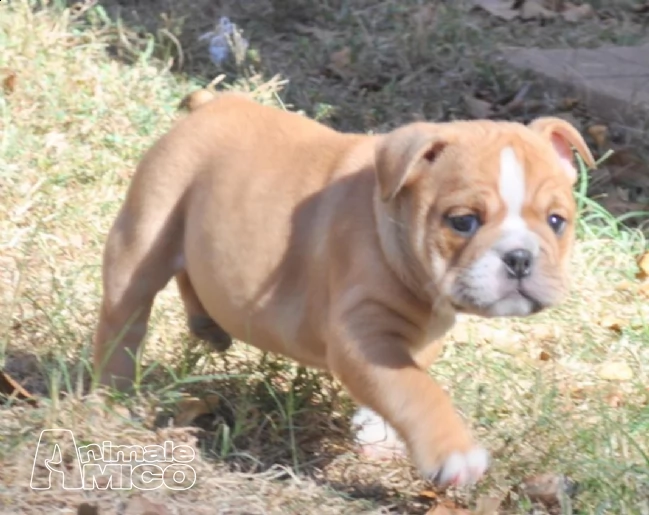 bulldog inglese dolci cuccioli | Foto 2