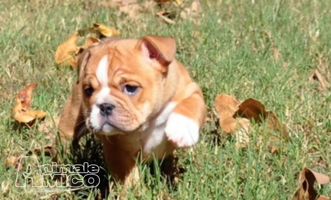 bulldog inglese dolci cuccioli | Foto 1