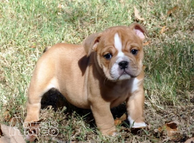 bulldog inglese dolci cuccioli | Foto 0
