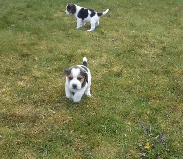 cuccioli beagle molto belli