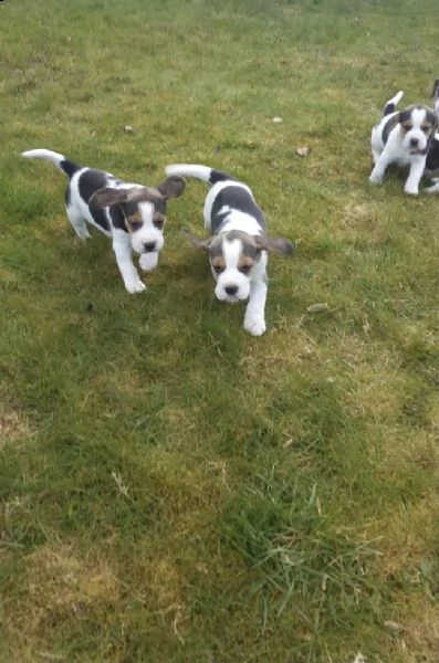 cuccioli beagle molto belli | Foto 3