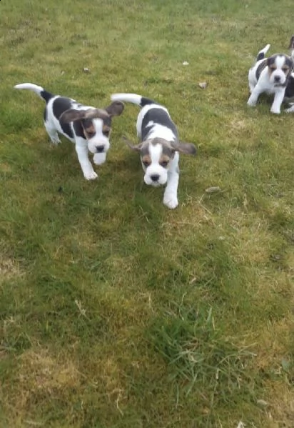 cuccioli beagle molto belli | Foto 2