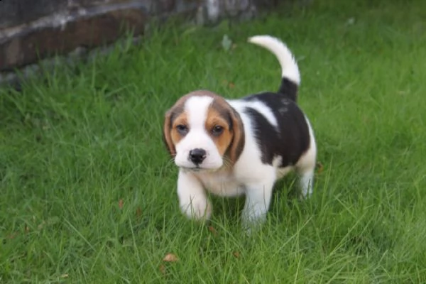 cuccioli beagle molto belli | Foto 1
