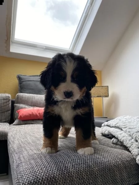 bovaro bernese cucciolo | Foto 5