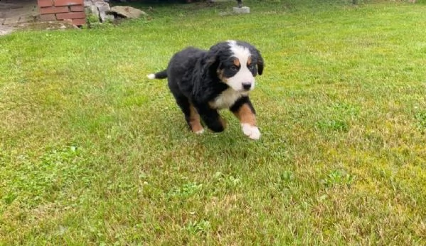 bovaro bernese cucciolo | Foto 4