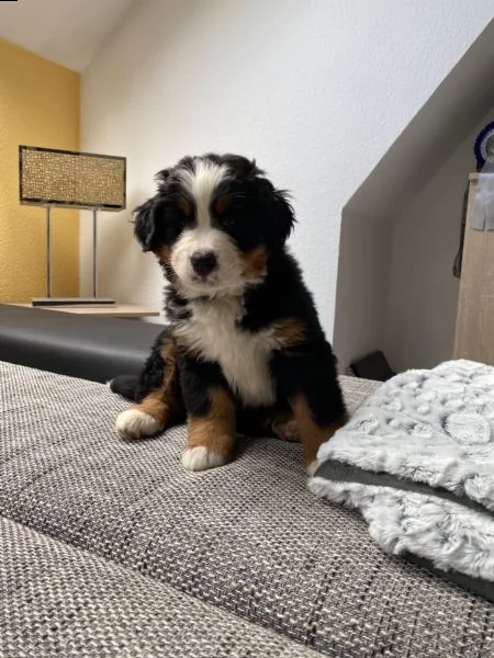 bovaro bernese cucciolo | Foto 3