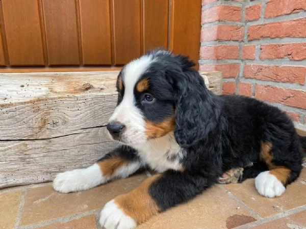 bovaro bernese cucciolo | Foto 2