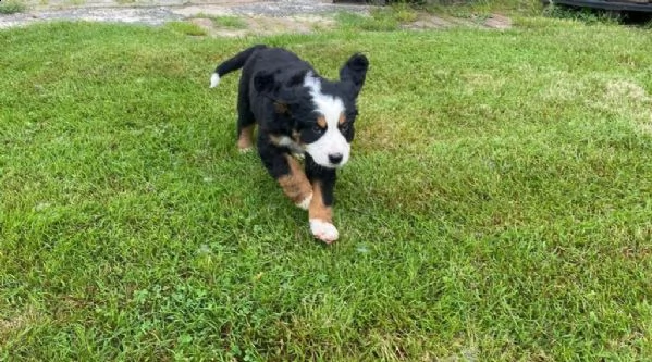 bovaro bernese cucciolo | Foto 1