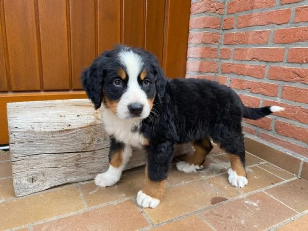 bovaro bernese cucciolo