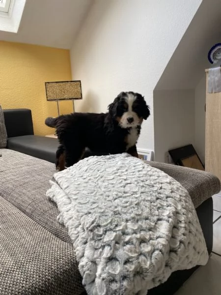bovaro bernese cucciolo | Foto 0