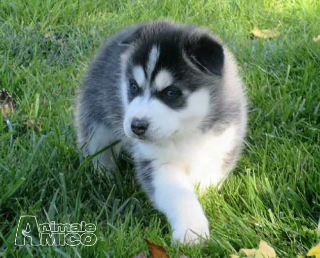 siberian husky cucciolata occhi blue | Foto 1