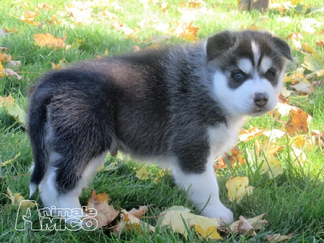 siberian husky cucciolata occhi blue