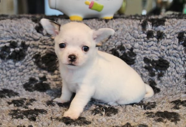 cucciolo di chihuahua pelo corto