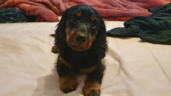 cucciolo di bassotto di razza pura