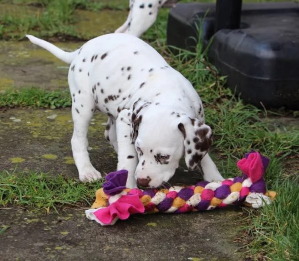 cucciolo dalmata con vdh / fci