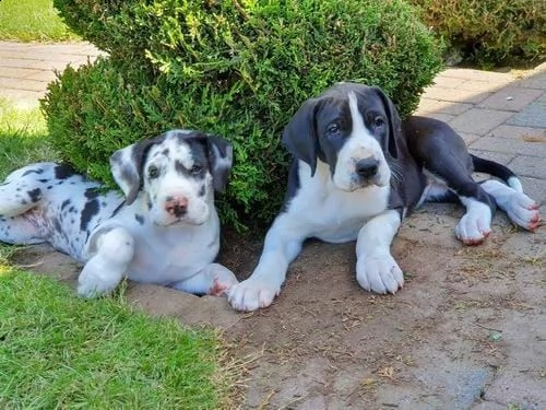 cuccioli alano avvistati e neri