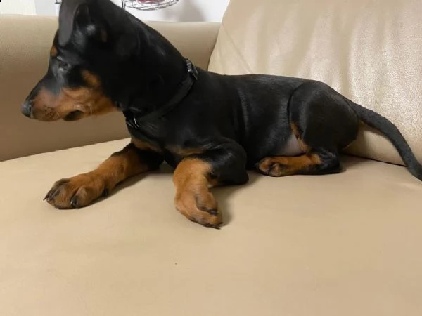 cuccioli di razza pinscher