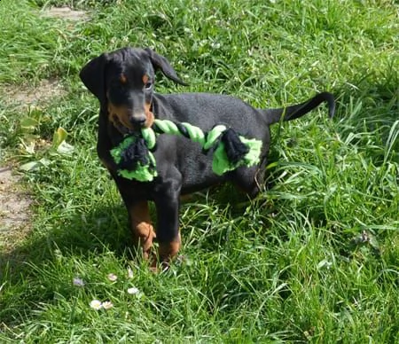 cucciolo doberman
