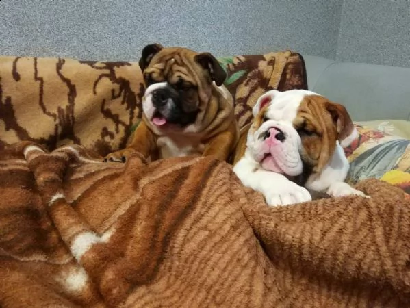 bulldog inglese di razza 12 settimane