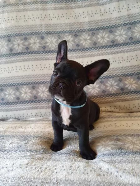 cucciolo di bulldog francese