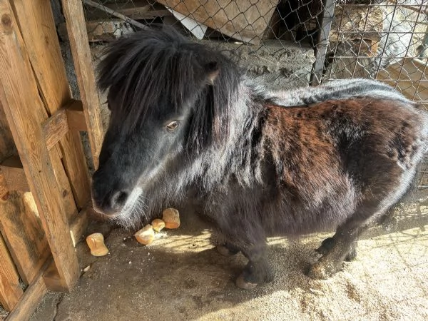 Vendo pony maschio  | Foto 0