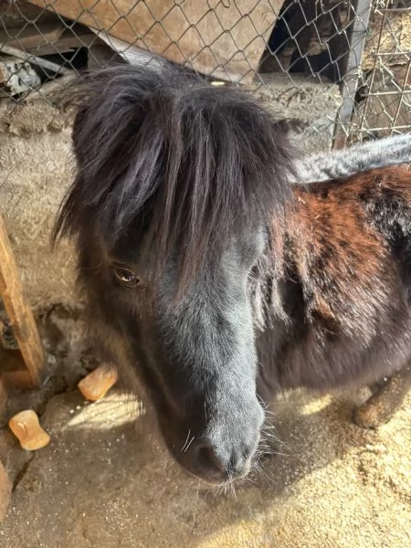 Vendo pony maschio 