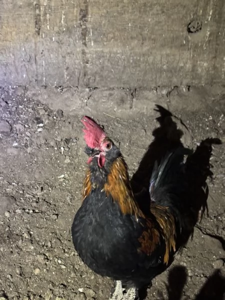 Galli americanelli  | Foto 1