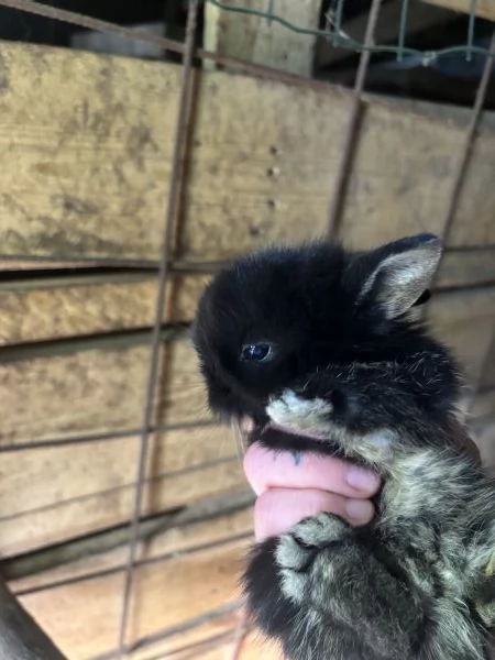Vendo cuccioli di coniglio nano  | Foto 2