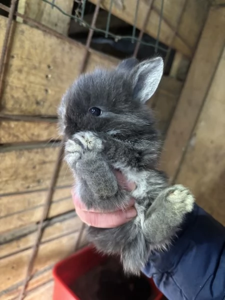 Vendo cuccioli di coniglio nano 