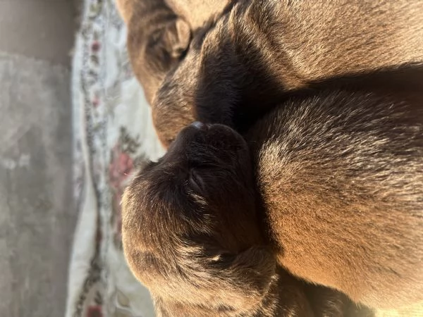 Labrado cioccolato | Foto 0