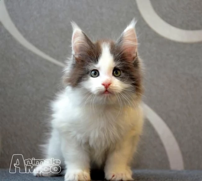 maine coon gattino con ottimo pedigree | Foto 2