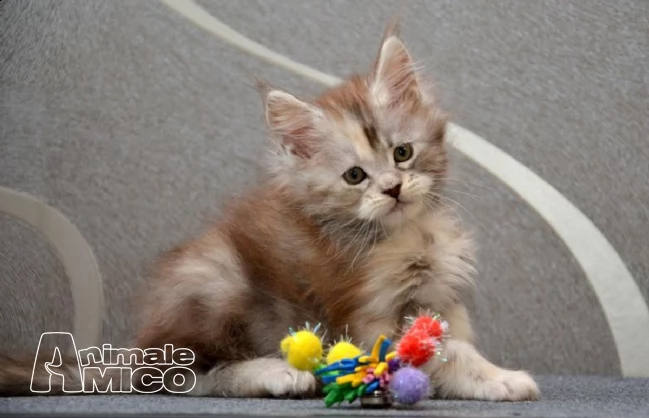 maine coon gattino con ottimo pedigree | Foto 1
