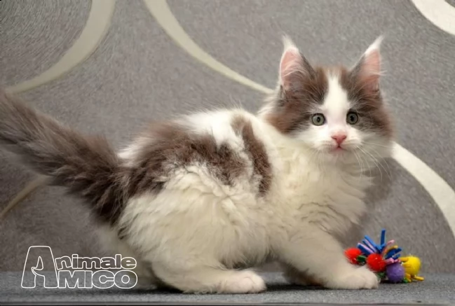 maine coon gattino con ottimo pedigree