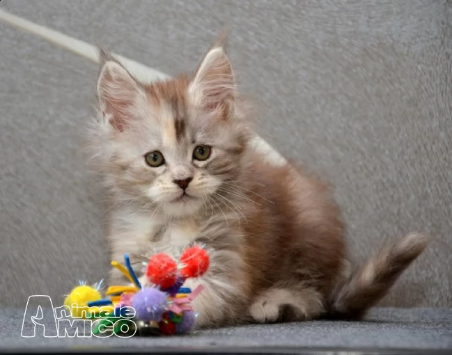 maine coon gattino con ottimo pedigree | Foto 0