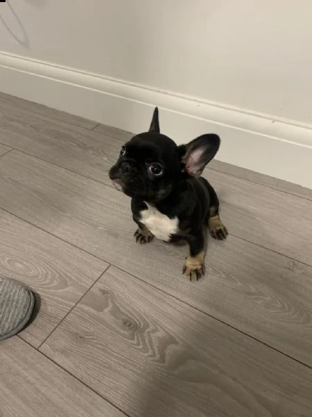 bouledogue francese cuccioli  | Foto 2
