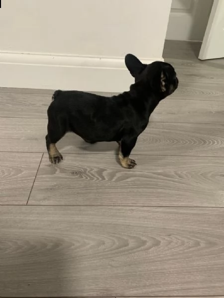 bouledogue francese cuccioli  | Foto 1