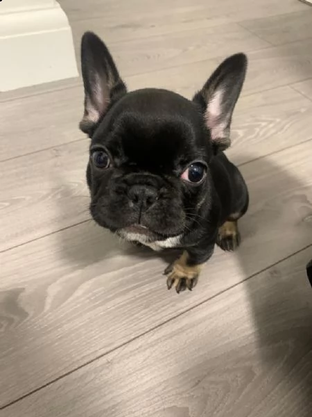 bouledogue francese cuccioli  | Foto 0