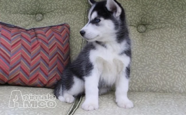 siberian husky maschi e femmine con pedigree | Foto 0