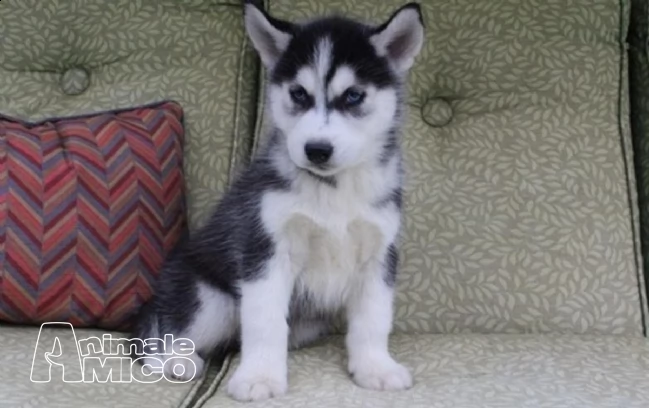 siberian husky maschi e femmine con pedigree