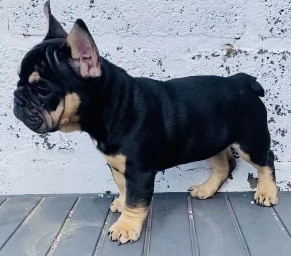 cuccioli di bouledogue francese | Foto 4