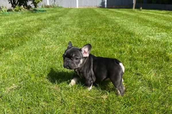 cuccioli di bouledogue francese | Foto 3