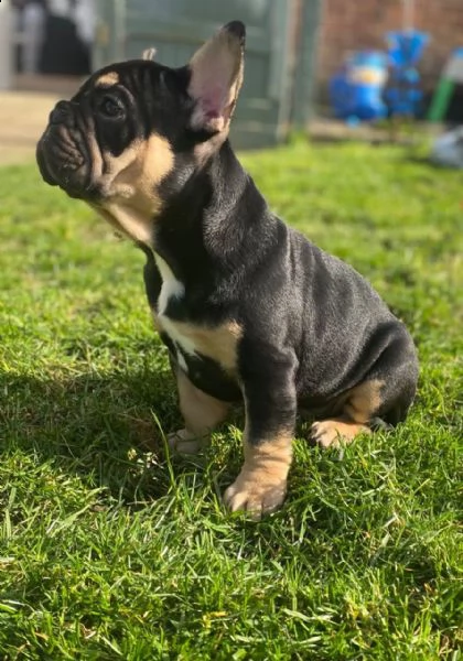 cuccioli di bouledogue francese | Foto 1