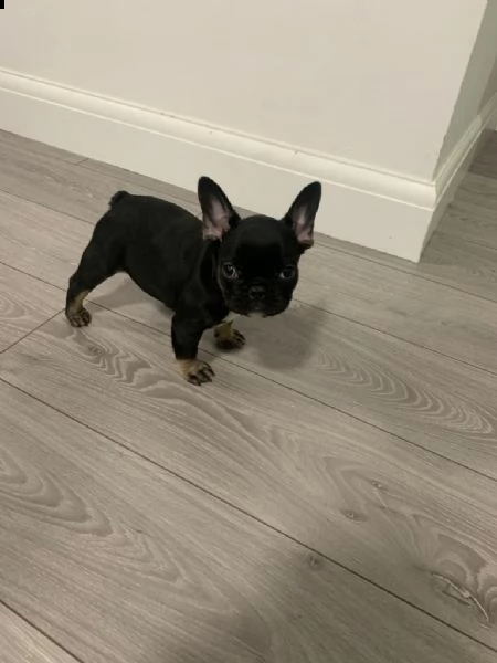 cuccioli di bouledogue francese
