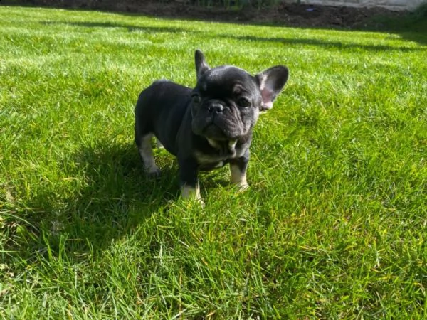 cuccioli di bouledogue francese | Foto 0