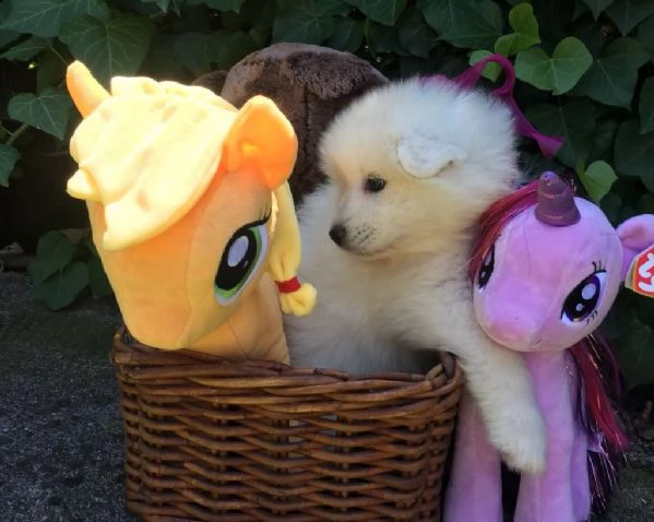 cucciolo di samoiedo femmina bianco | Foto 1